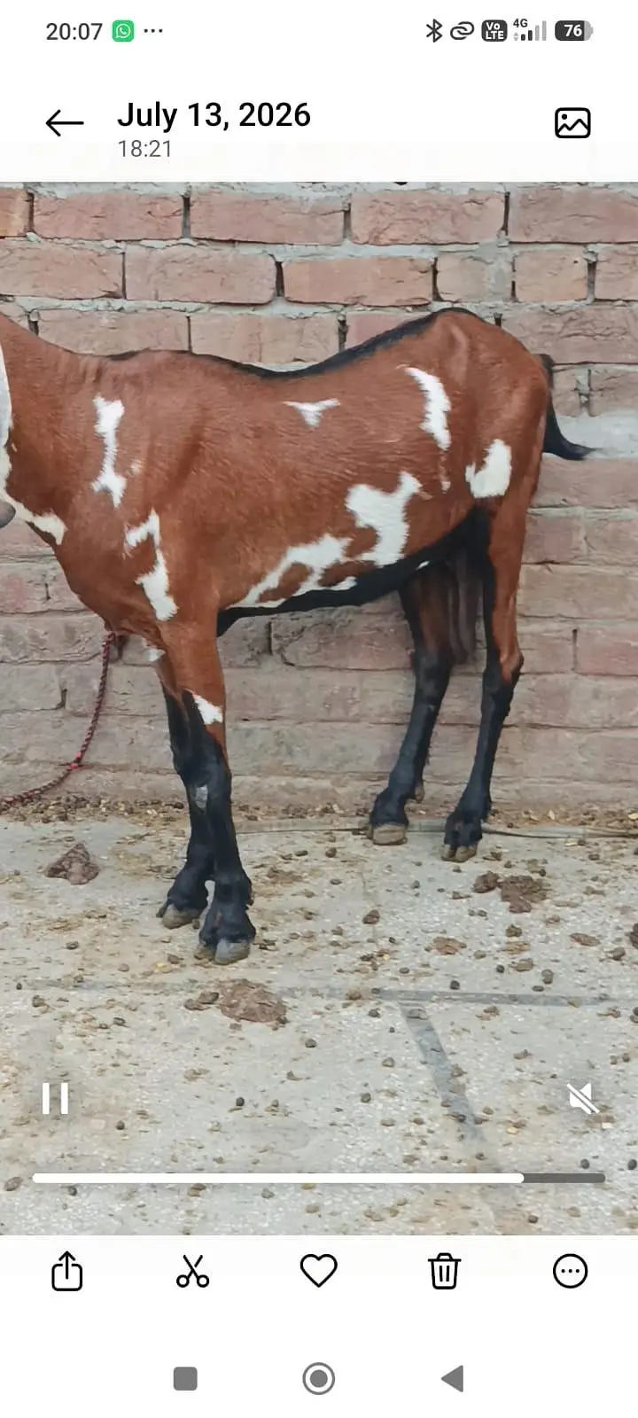 2 bakriyan aik bacha female for sell — photo 8