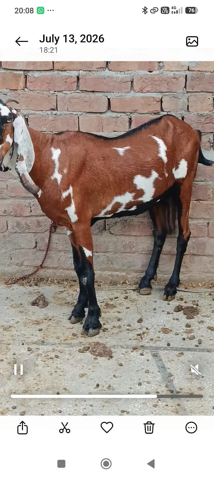 2 bakriyan aik bacha female for sell — photo 9
