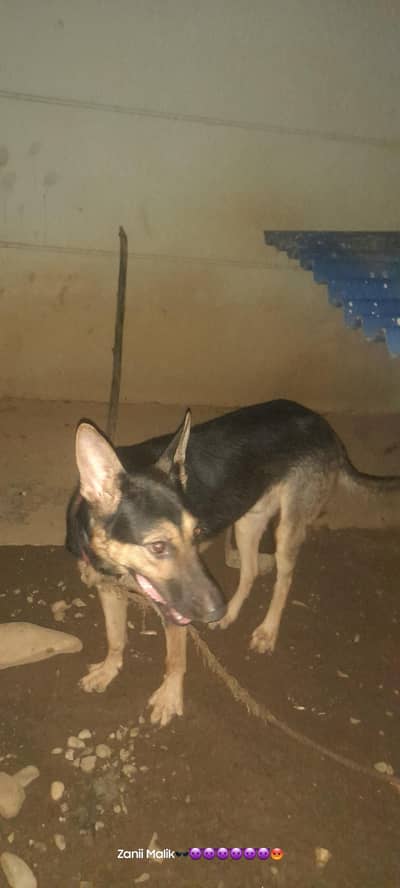 dog urgent sale