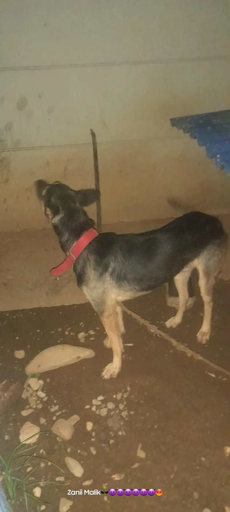 dog urgent sale — photo 2