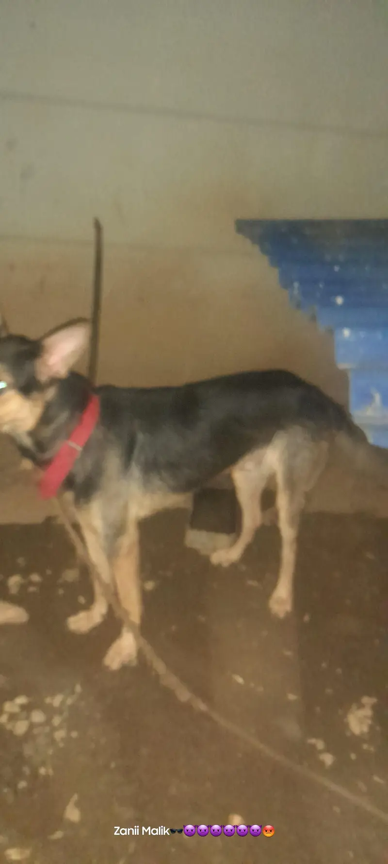 dog urgent sale — photo 3
