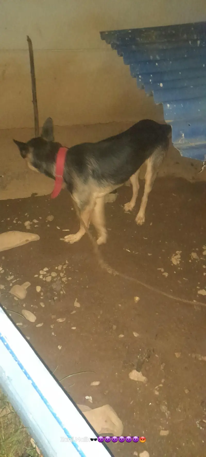dog urgent sale — photo 4