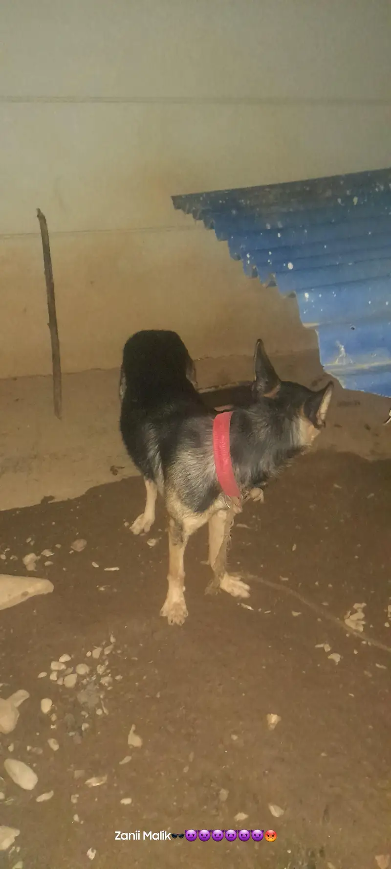 dog urgent sale — photo 5