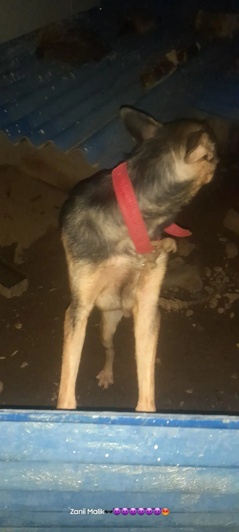 dog urgent sale — photo 6