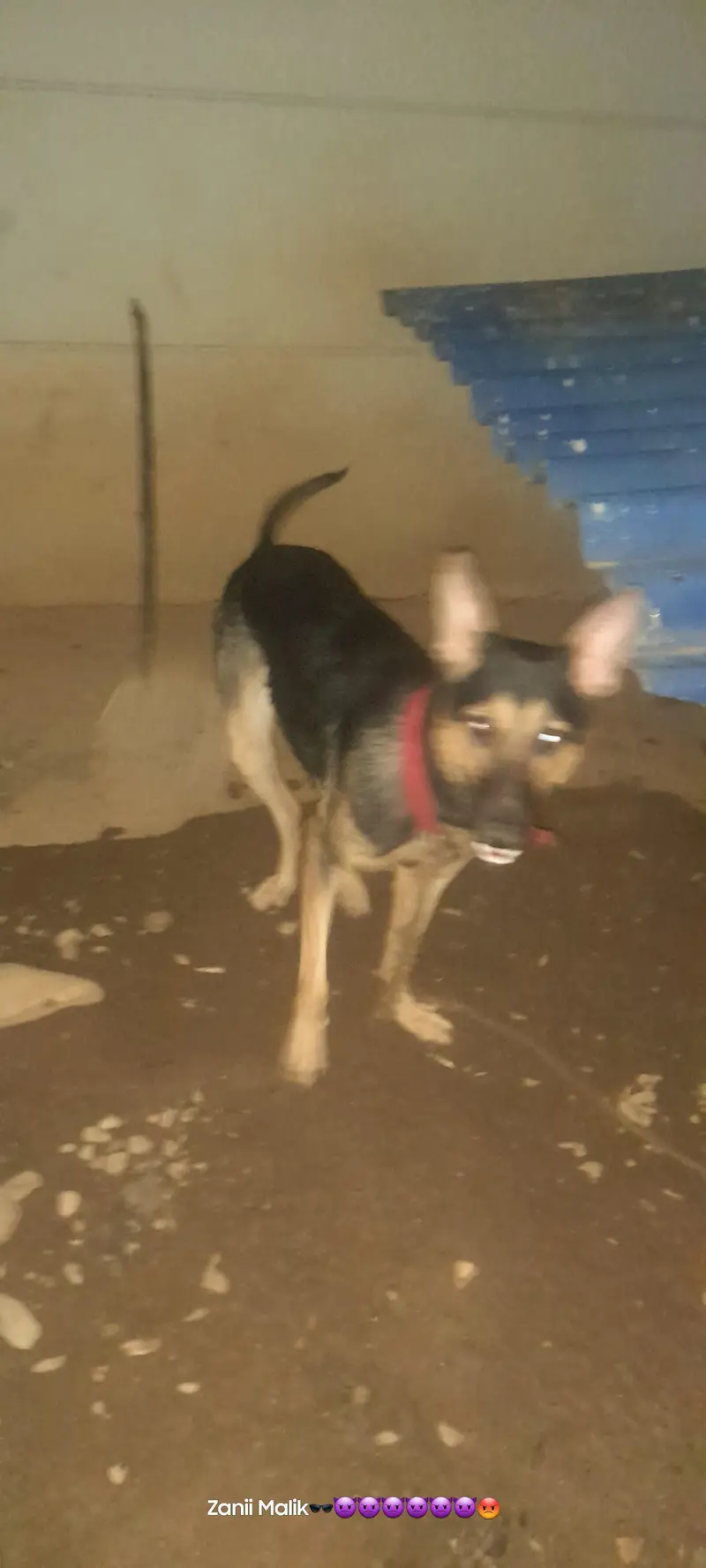 dog urgent sale — photo 7