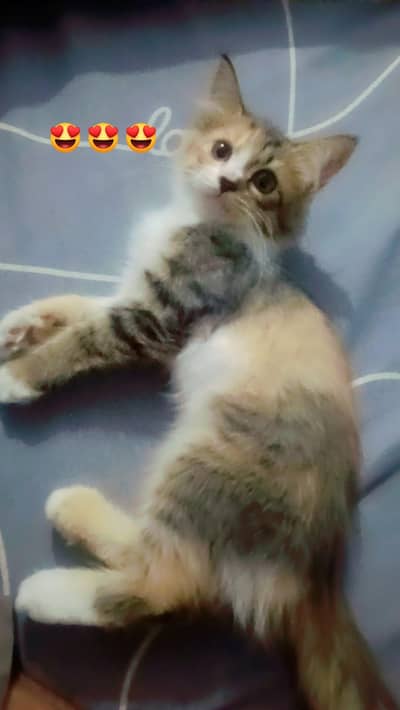 PERSIAN KITTENS AVAILABLE