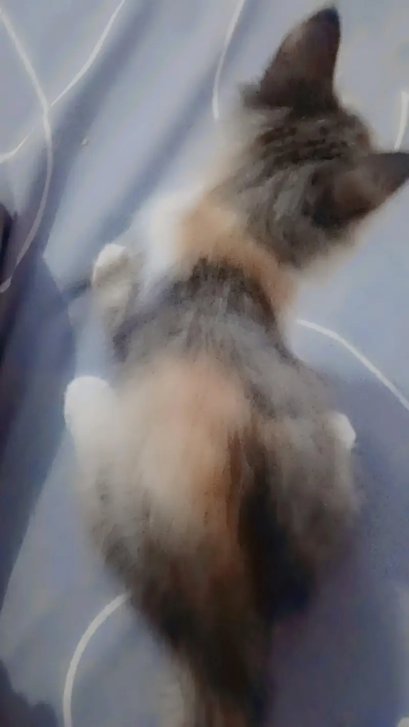 PERSIAN KITTENS AVAILABLE — photo 2
