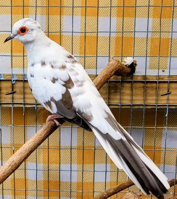 Pied dove Healthy and active piece