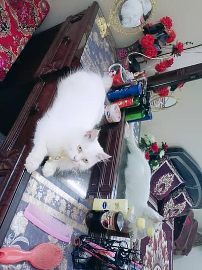 Persian cat