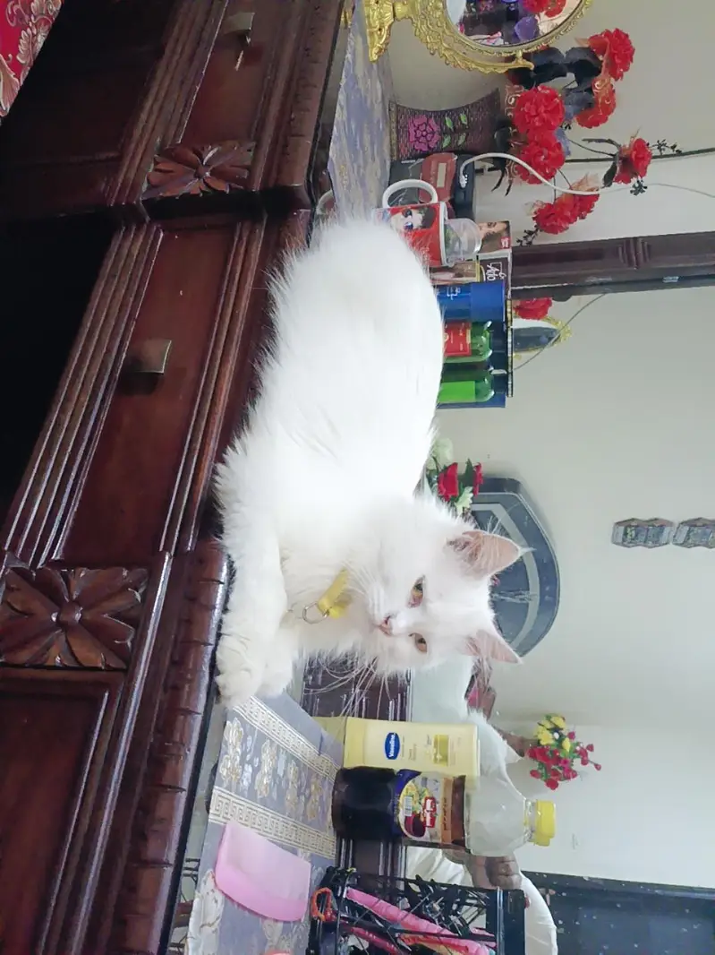 Persian cat — photo 2