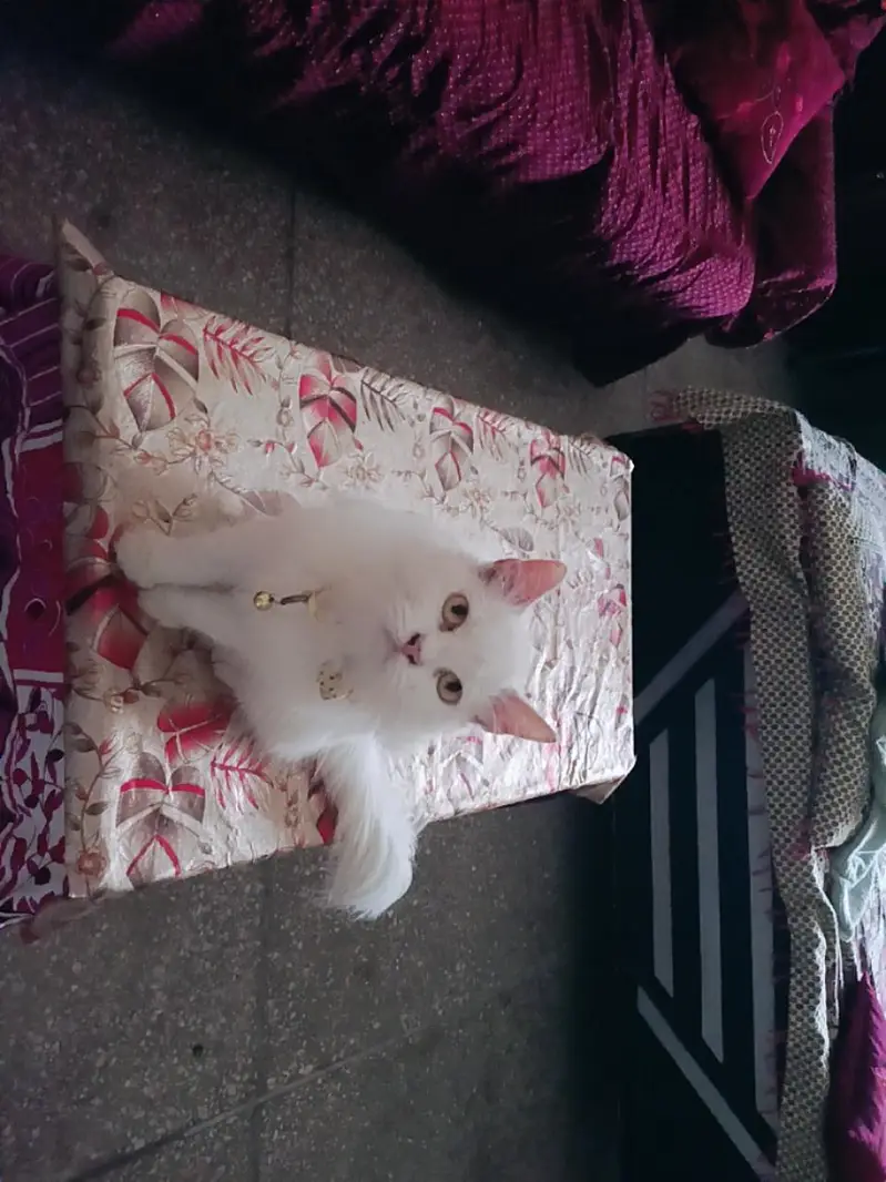Persian cat — photo 3