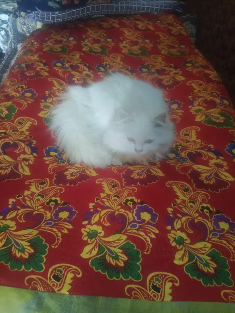 Persian cat — photo 4