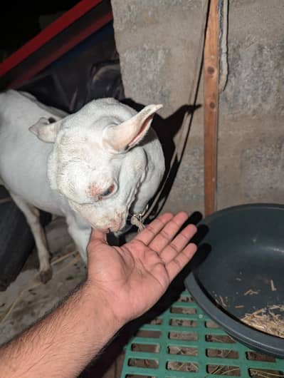 pure taddy gulabi Bakra