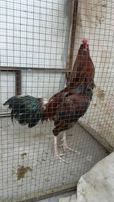 2 x Aseel murga for sale