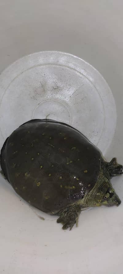 For sale: Adult Indian Flapshell Turtle.