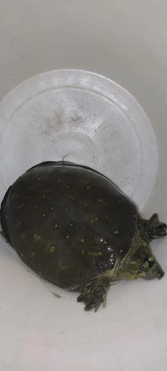 For sale: Adult Indian Flapshell Turtle.