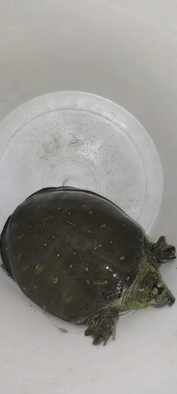 For sale: Adult Indian Flapshell Turtle. — photo 2