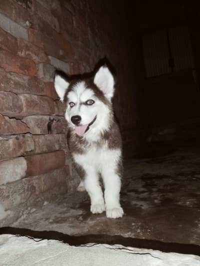 siberian husky male puppy available for sale