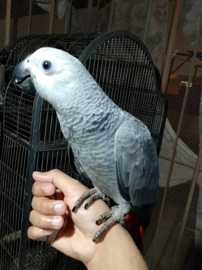 Congo grey paroot baby/03152248124