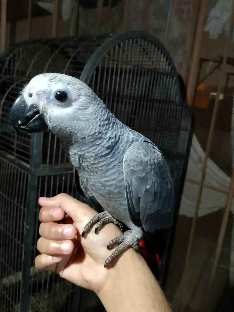 Congo grey paroot baby/03152248124 — photo 3