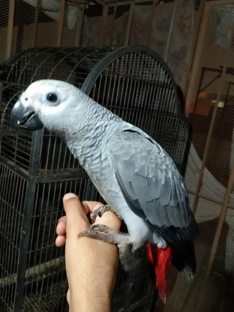 Congo grey paroot baby/03152248124 — photo 4