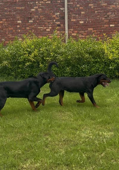 Pedigree Rottweiler pair available | Male Female | Punch face Pair