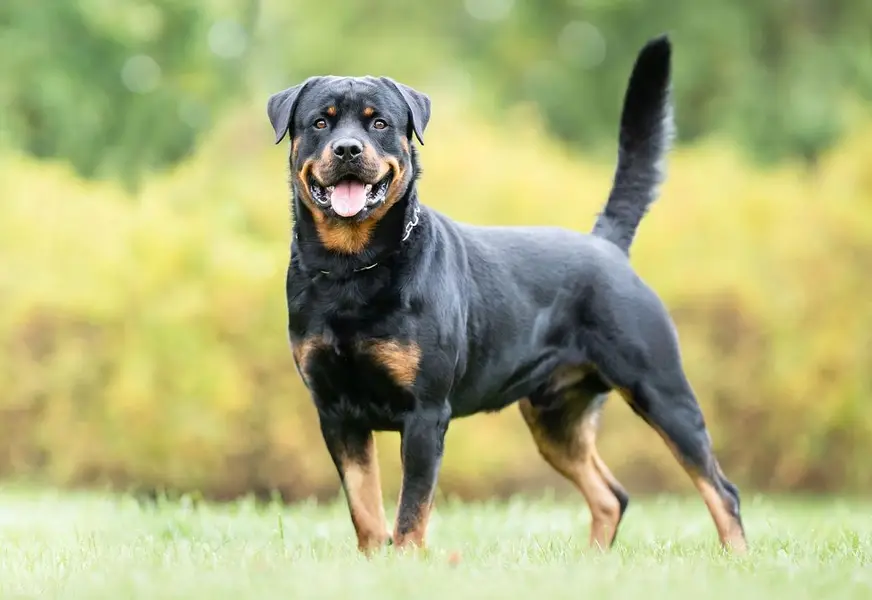 Pedigree Rottweiler pair available | Male Female | Punch face Pair — photo 2