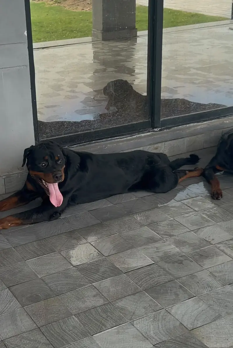 Pedigree Rottweiler pair available | Male Female | Punch face Pair — photo 3