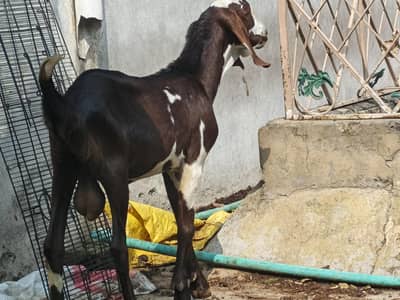 Breader Quality Bakra