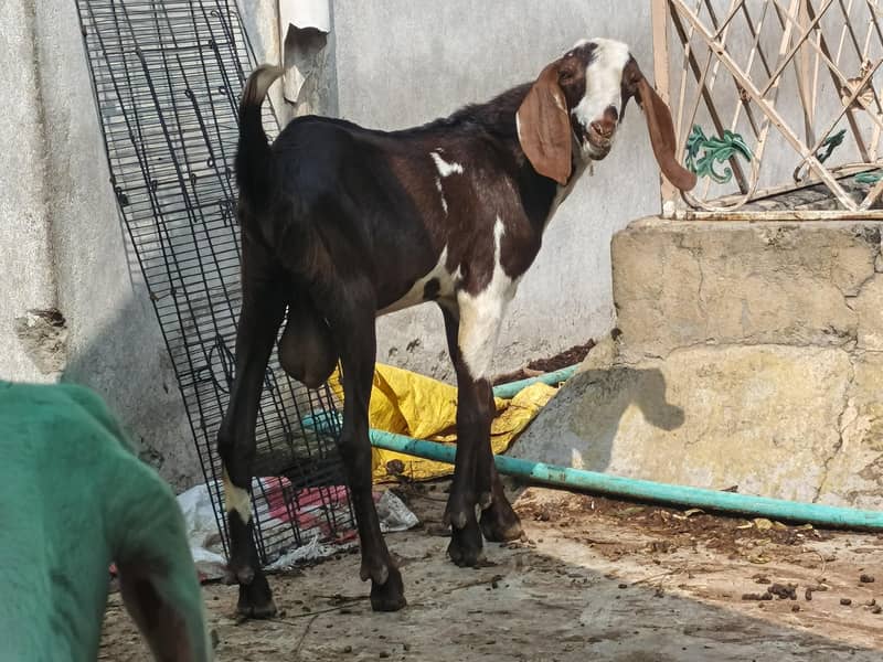 Breader Quality Bakra 1
