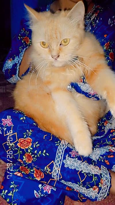 Persian cat