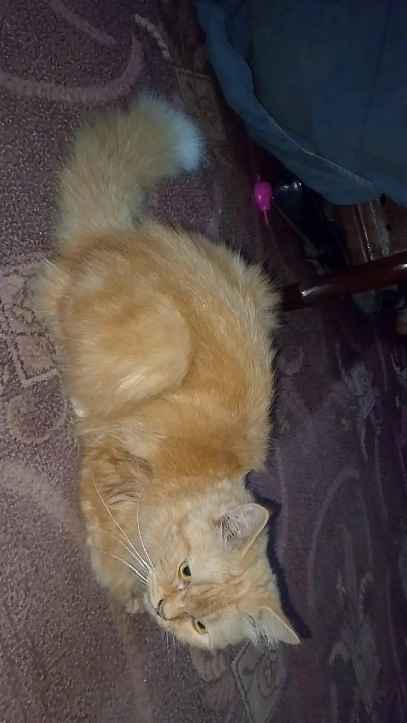Persian cat — photo 2
