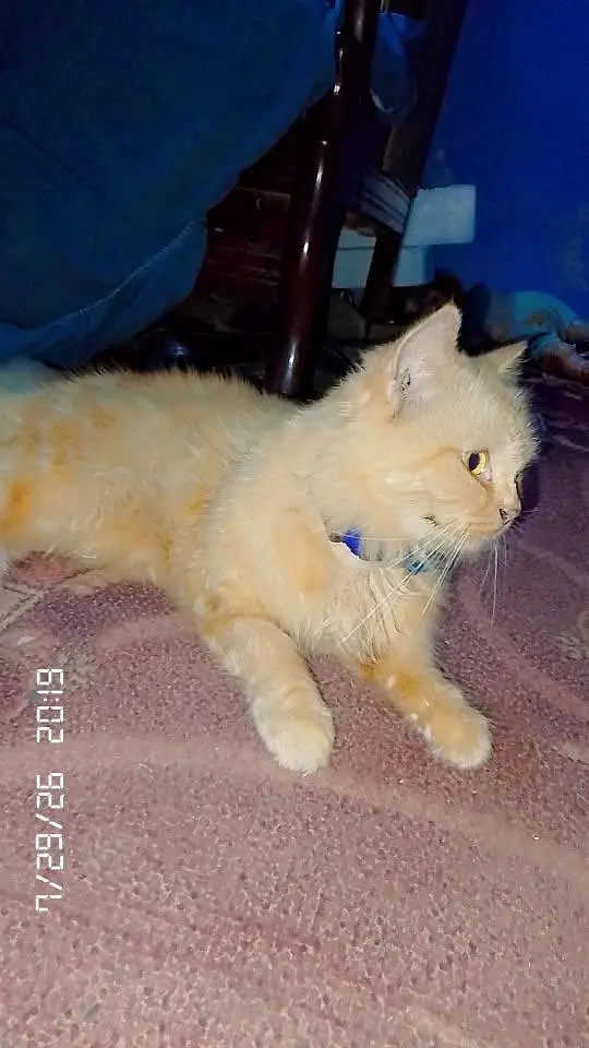 Persian cat — photo 3