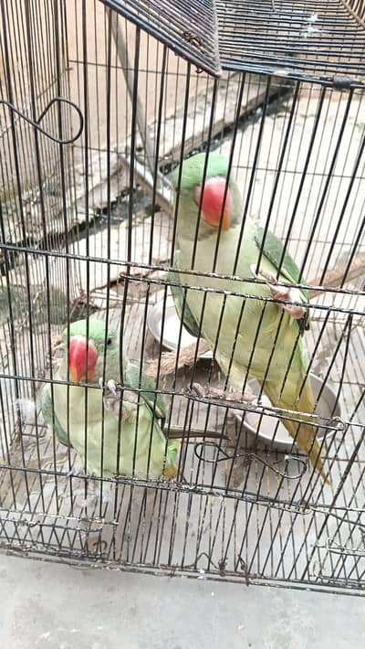 PURE RAW PARROTS PAIR