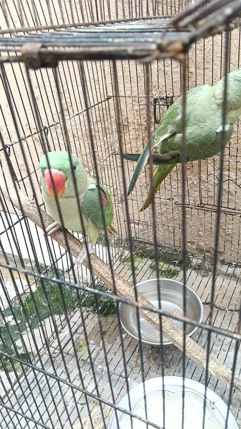 PURE RAW PARROTS PAIR — photo 2