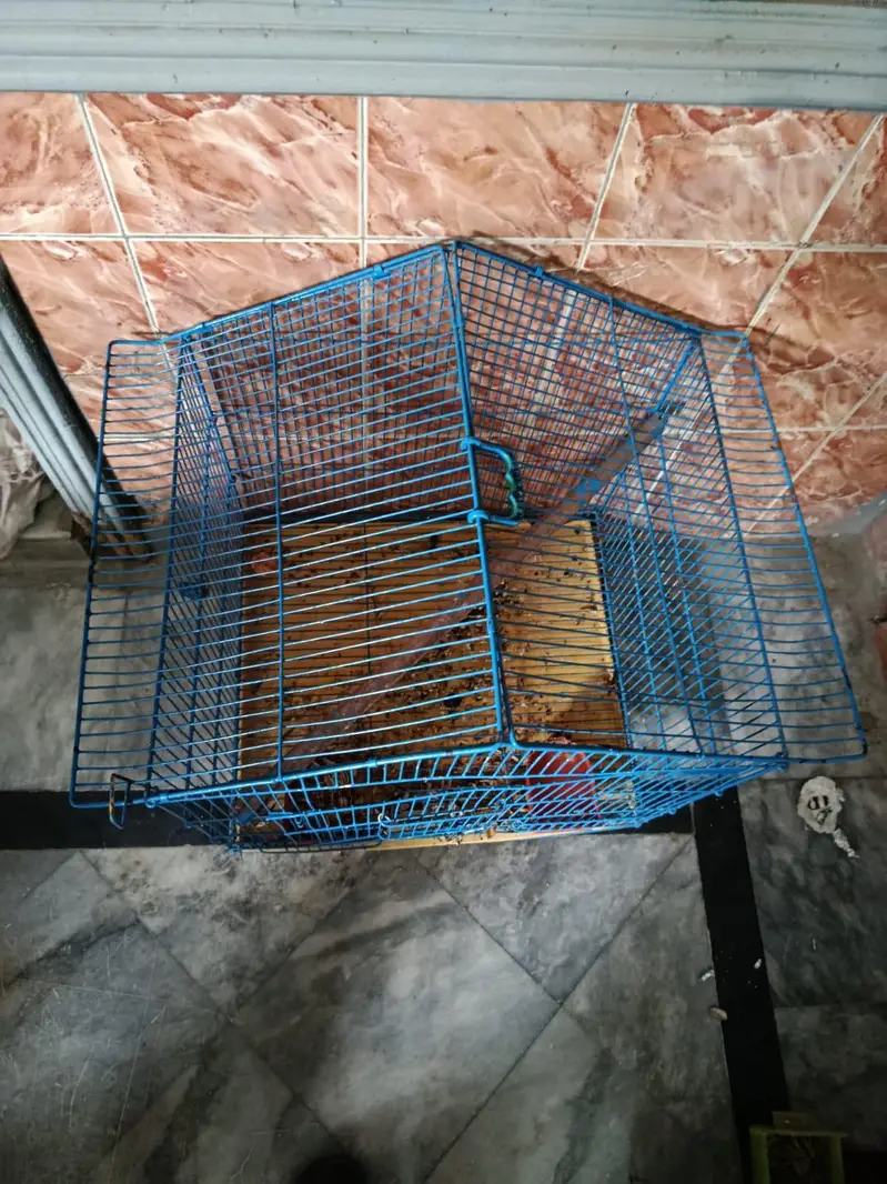 parrot cage new condition — photo 4