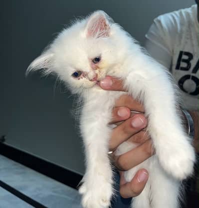 Persian semi punch
