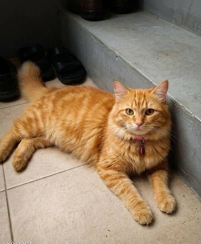 Persian Dol face Cat available