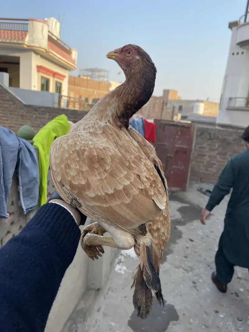 Top quality aseel Hen — photo 2