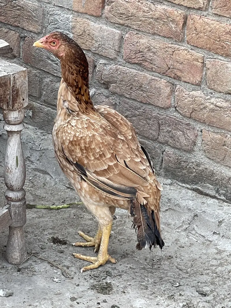 Top quality aseel Hen — photo 3