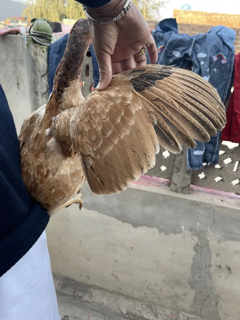 Top quality aseel Hen — photo 4