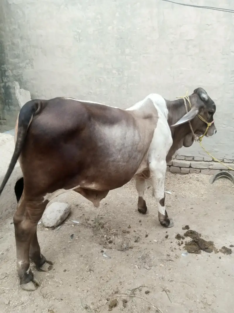 Baramen or cholstani cross bachraa ghaar ka pala huwa . . . — photo 2