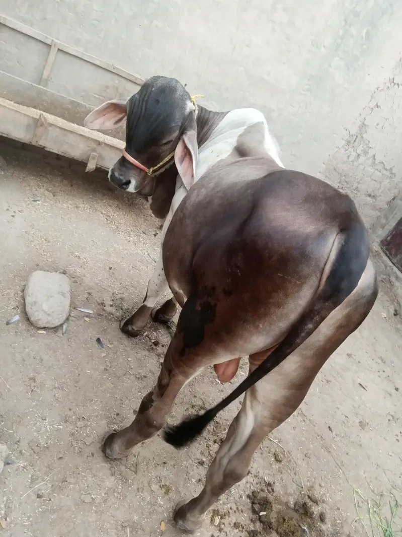 Baramen or cholstani cross bachraa ghaar ka pala huwa . . . — photo 3