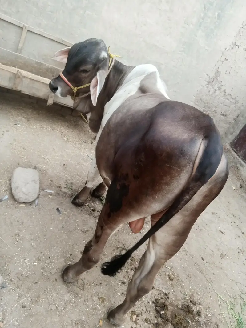 Baramen or cholstani cross bachraa ghaar ka pala huwa . . . — photo 5