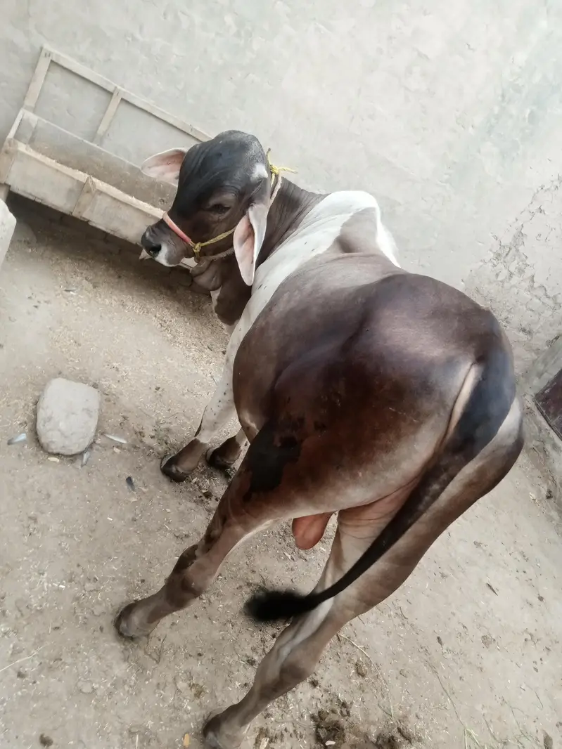 Baramen or cholstani cross bachraa ghaar ka pala huwa . . . — photo 6