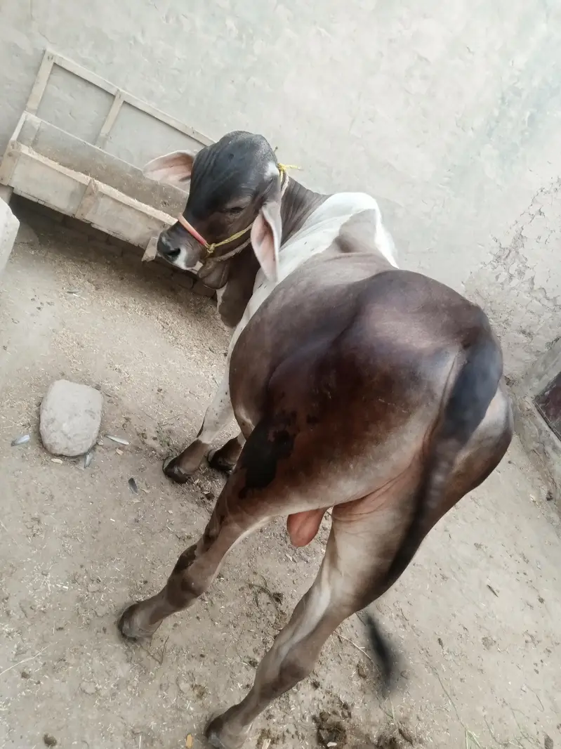 Baramen or cholstani cross bachraa ghaar ka pala huwa . . . — photo 7