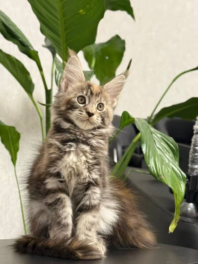 Maine coon Imported Cats Available