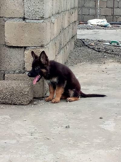 German shepherd  femail