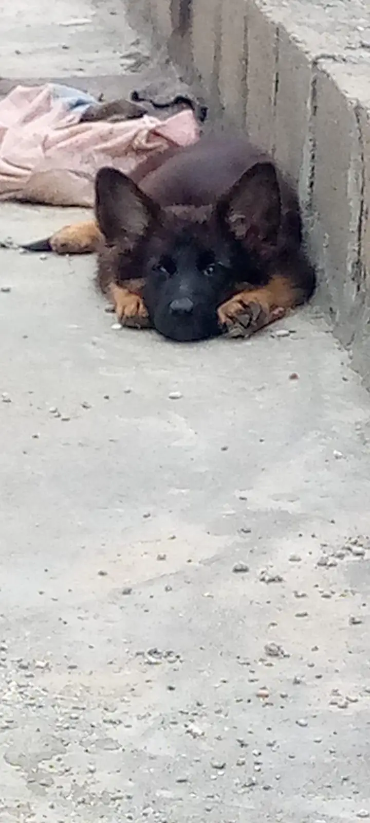German shepherd  femail — photo 2