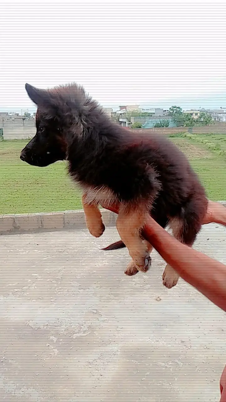 German shepherd  femail — photo 3